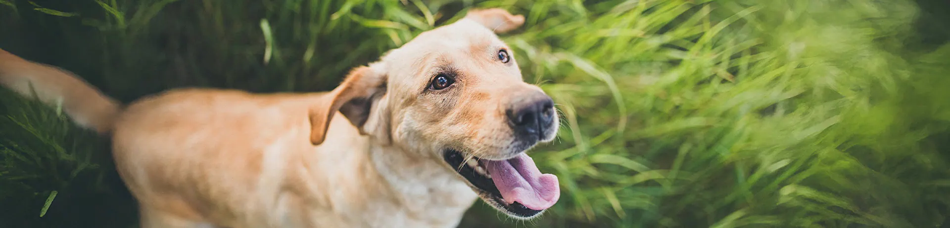 Colne Valley Vets Procedures & Pricing