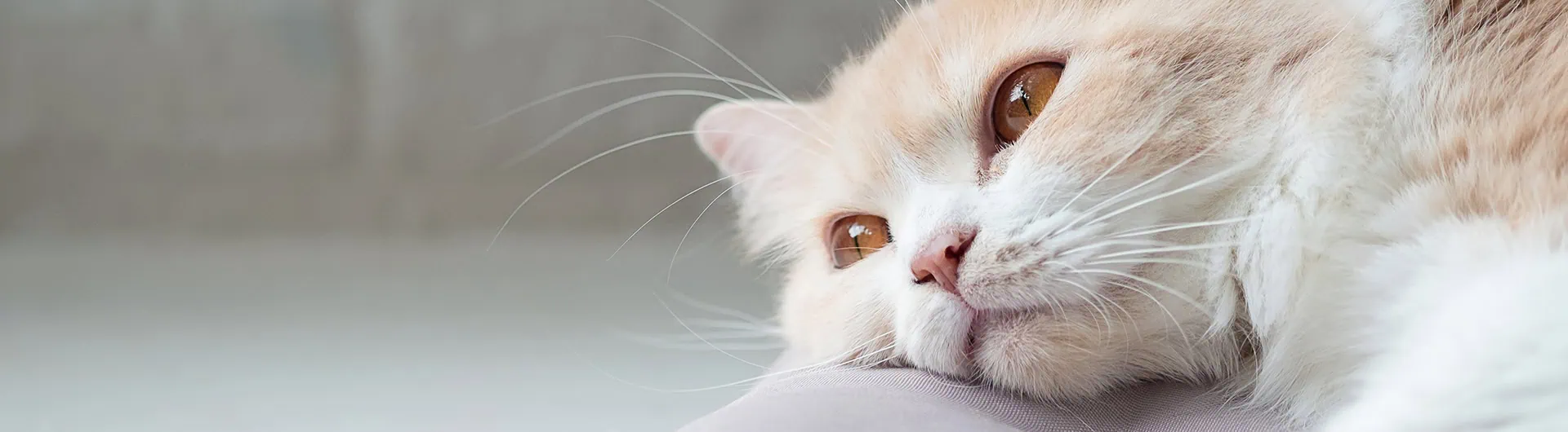 Colne Valley Vets Colchester and Wivenhoe