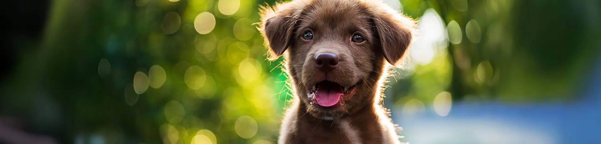 Incontinence in older dogs